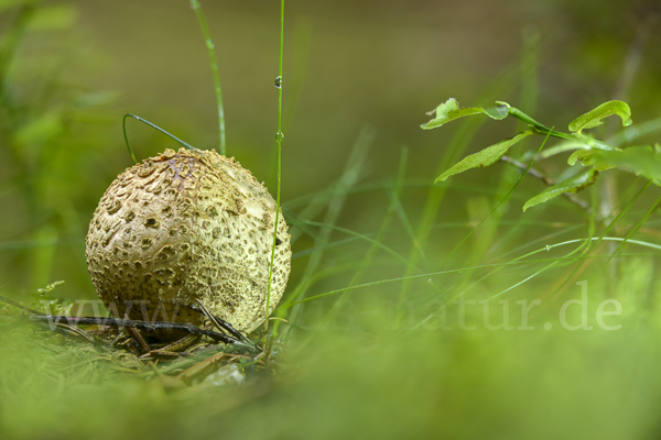 Kartoffelbovist (Scleroderma citrinum)