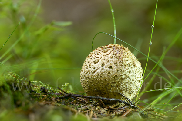 Kartoffelbovist (Scleroderma citrinum)