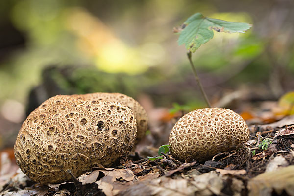 Kartoffelbovist (Scleroderma citrinum)