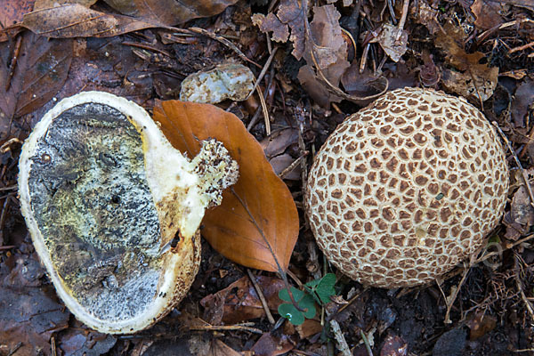 Kartoffelbovist (Scleroderma citrinum)