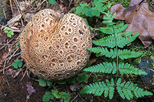 Kartoffelbovist (Scleroderma citrinum)