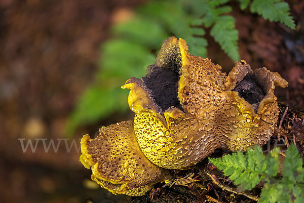 Kartoffelbovist (Scleroderma citrinum)