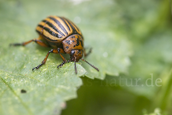 Kartoffelkäfer (Leptinotarsa decemlineata)