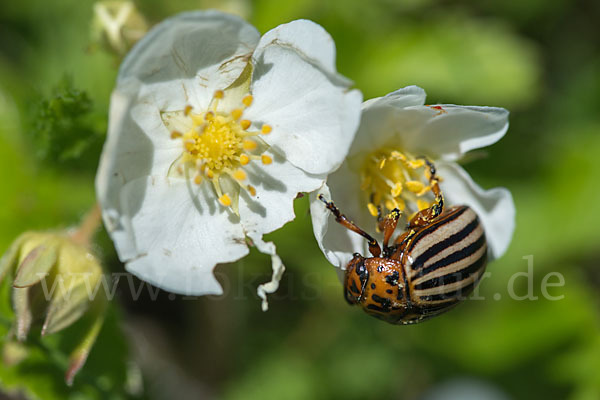 Kartoffelkäfer (Leptinotarsa decemlineata)