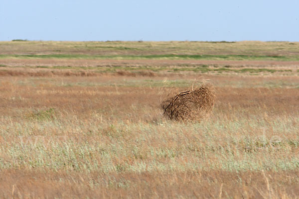 Kasachstan (Kazakhstan)