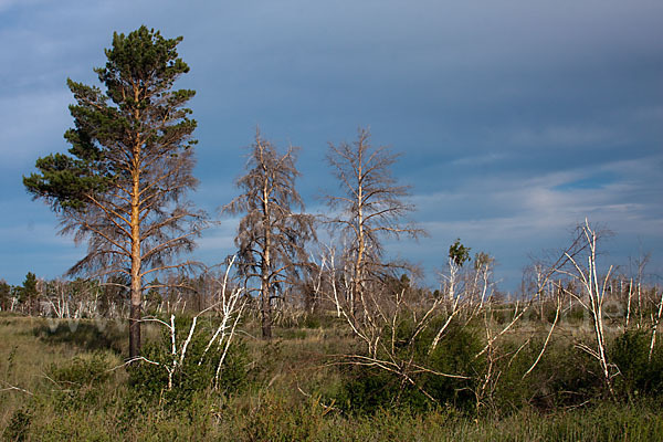 Kasachstan (Kazakhstan)