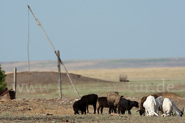 Kasachstan (Kazakhstan)