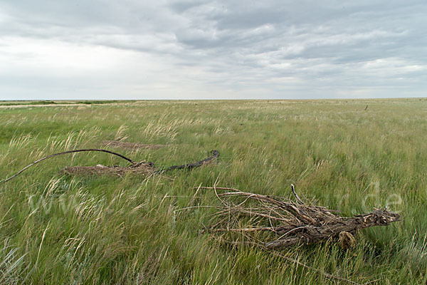 Kasachstan (Kazakhstan)