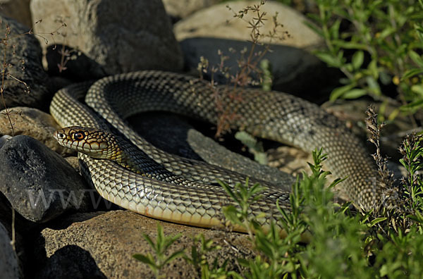 Kaspische Zornnatter (Dolichophis caspius)