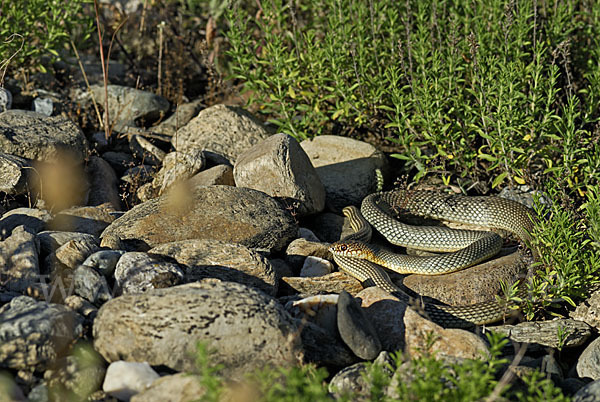 Kaspische Zornnatter (Dolichophis caspius)