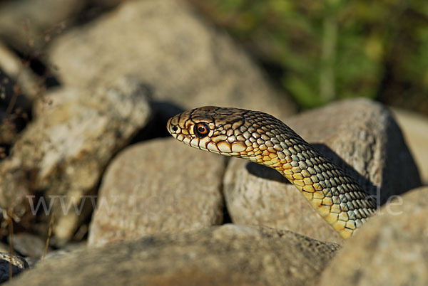 Kaspische Zornnatter (Dolichophis caspius)