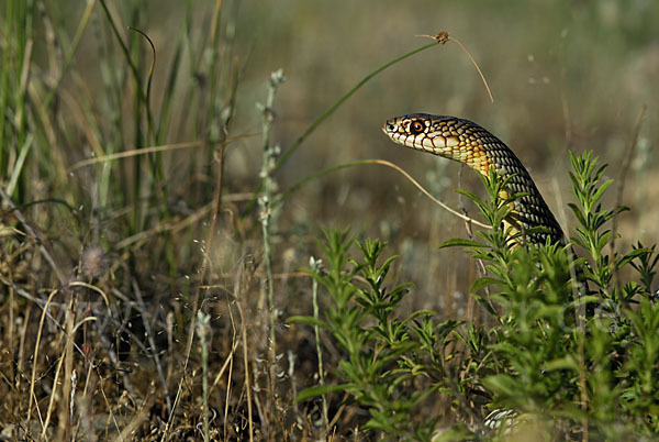 Kaspische Zornnatter (Dolichophis caspius)