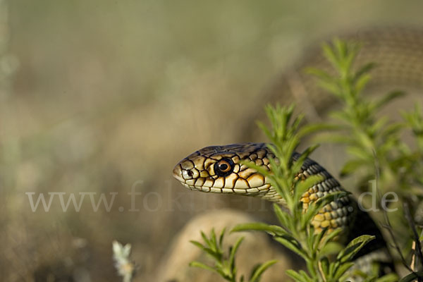 Kaspische Zornnatter (Dolichophis caspius)