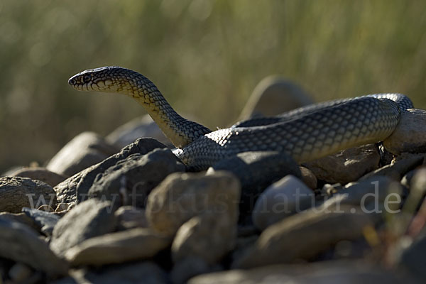 Kaspische Zornnatter (Dolichophis caspius)