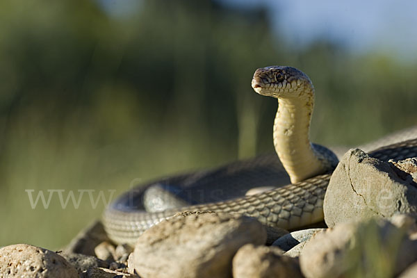 Kaspische Zornnatter (Dolichophis caspius)