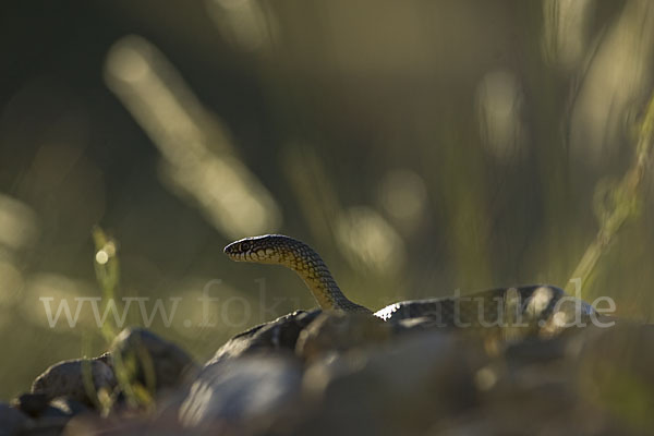 Kaspische Zornnatter (Dolichophis caspius)