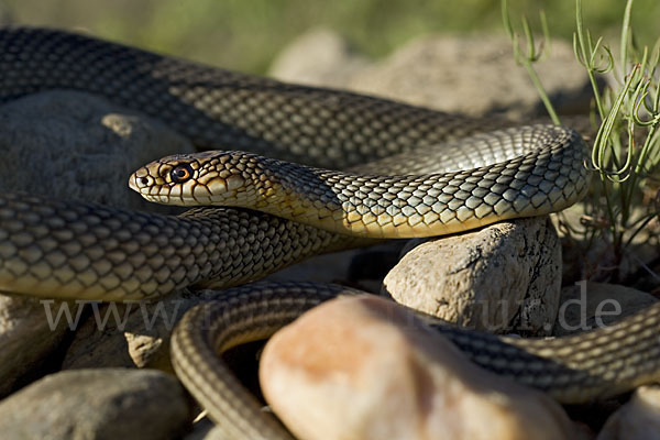 Kaspische Zornnatter (Dolichophis caspius)