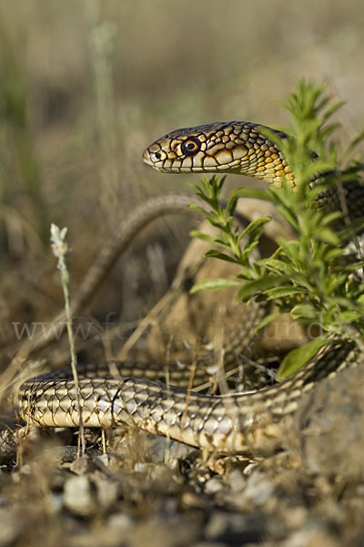 Kaspische Zornnatter (Dolichophis caspius)