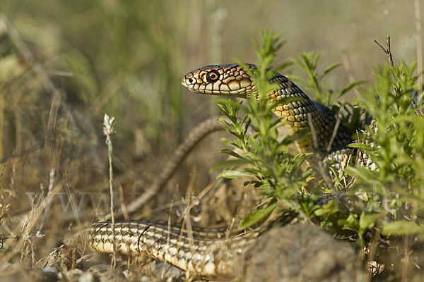 Kaspische Zornnatter (Dolichophis caspius)