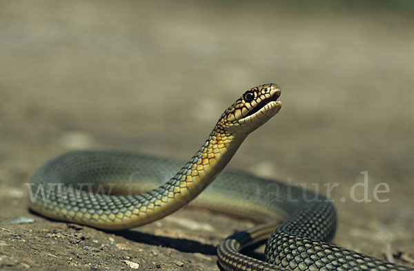 Kaspische Zornnatter (Dolichophis caspius)