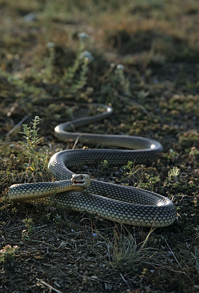 Kaspische Zornnatter (Dolichophis caspius)