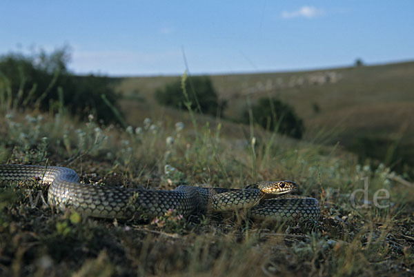 Kaspische Zornnatter (Dolichophis caspius)