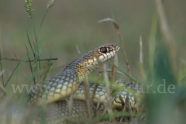 Kaspische Zornnatter (Dolichophis caspius)