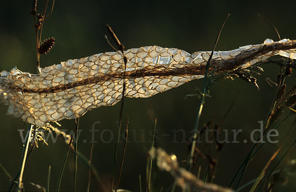 Kaspische Zornnatter (Dolichophis caspius)