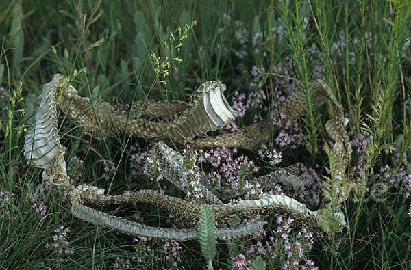 Kaspische Zornnatter (Dolichophis caspius)