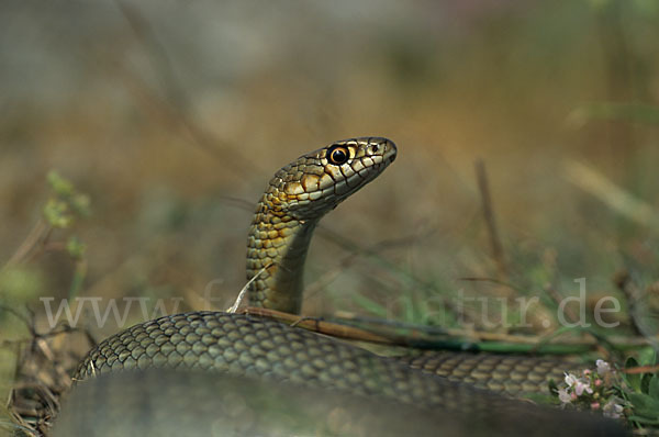 Kaspische Zornnatter (Dolichophis caspius)