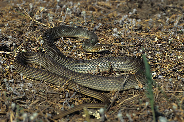 Kaspische Zornnatter (Dolichophis caspius)