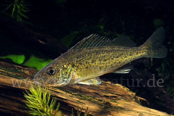 Kaulbarsch (Gymnocephalus cernuus)