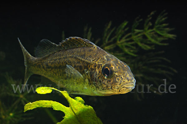 Kaulbarsch (Gymnocephalus cernuus)