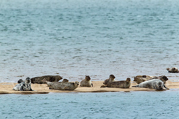 Kegelrobbe (Halichoerus grypus)