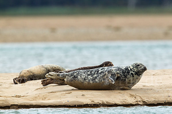 Kegelrobbe (Halichoerus grypus)