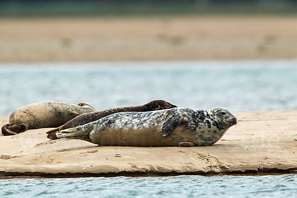 Kegelrobbe (Halichoerus grypus)