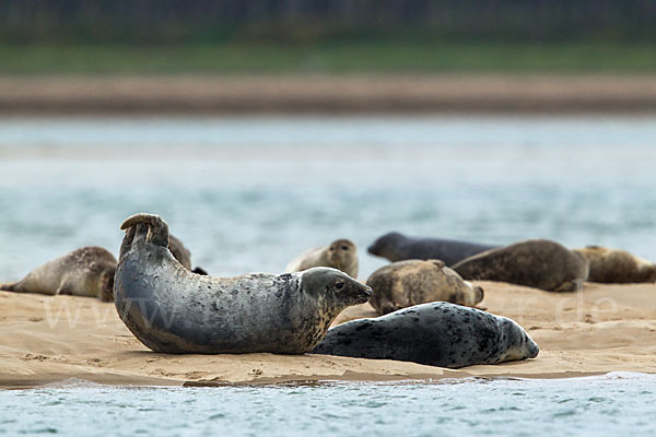 Kegelrobbe (Halichoerus grypus)