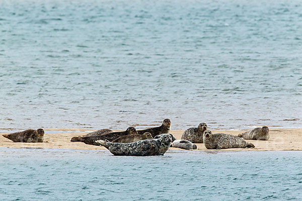 Kegelrobbe (Halichoerus grypus)