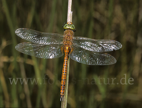 Keilfleck-Mosaikjungfer (Anaciaeschna isosceles)