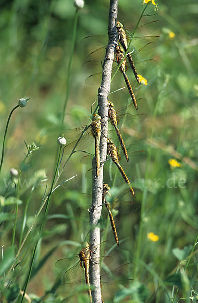 Keilfleck-Mosaikjungfer (Anaciaeschna isosceles)