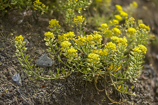 Kelch-Steinkraut (Alyssum alyssoides)