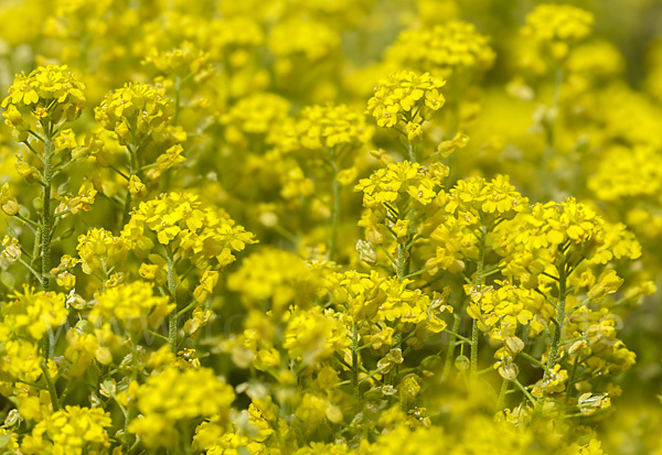 Kelch-Steinkraut (Alyssum alyssoides)