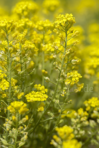 Kelch-Steinkraut (Alyssum alyssoides)