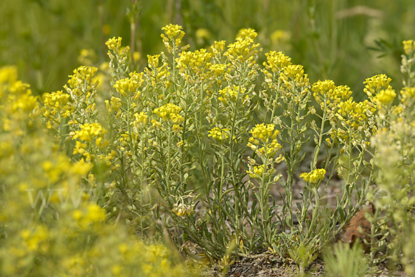 Kelch-Steinkraut (Alyssum alyssoides)