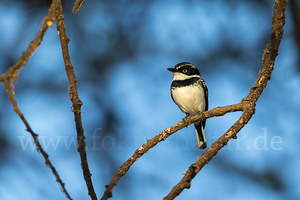 Keniaschnäpper (Batis minor)