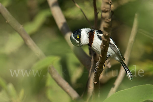 Keniaschnäpper (Batis minor)