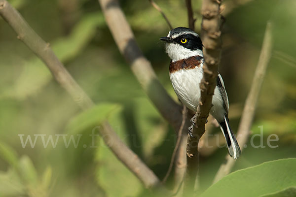 Keniaschnäpper (Batis minor)