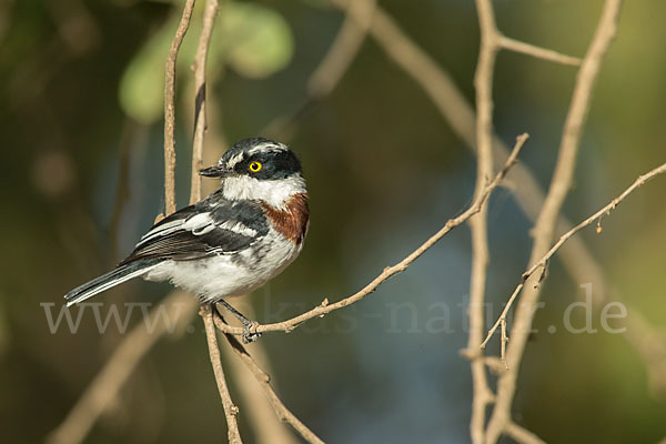 Keniaschnäpper (Batis minor)