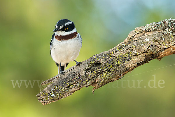 Keniaschnäpper (Batis minor)