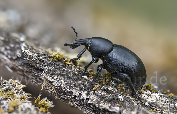 Kerbel-Dickrüssler (Liparus coronatus)